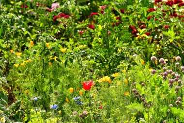 Yaz mevsiminde birçok çiçek ve bitki içeren bir bahçe.