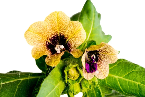 Zwarte Hennep Middeleeuwse Medicijnplant Met Bloem — Stockfoto