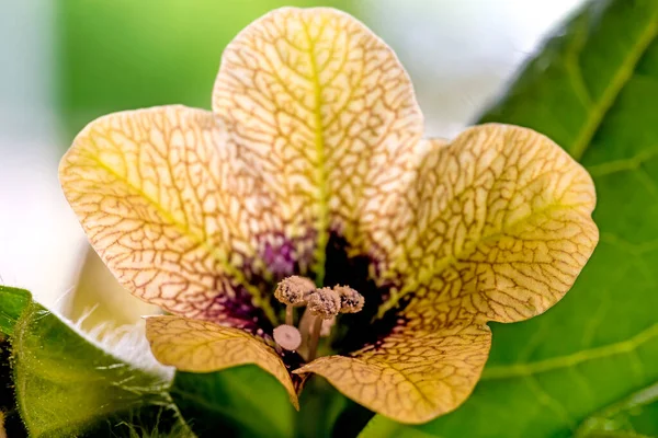Henbane Negro Planta Medicinal Medieval Con Flor —  Fotos de Stock