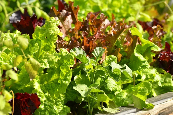 Salatanbau Hochbeet Garten — Stockfoto