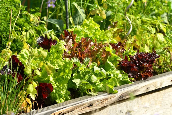 Salatanbau Hochbeet Garten — Stockfoto