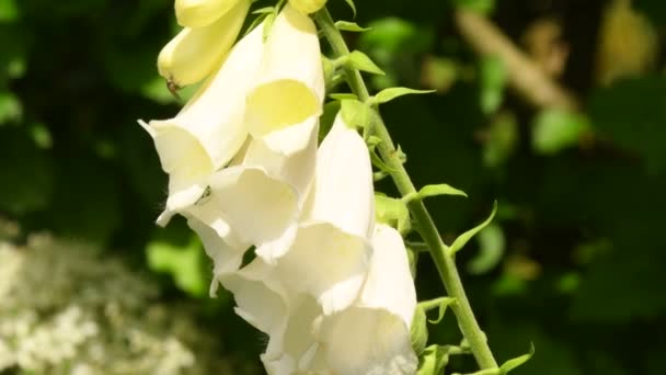 Luva Raposa Digitalis Purpurea Erva Medicinal Com Flor Branca — Vídeo de Stock