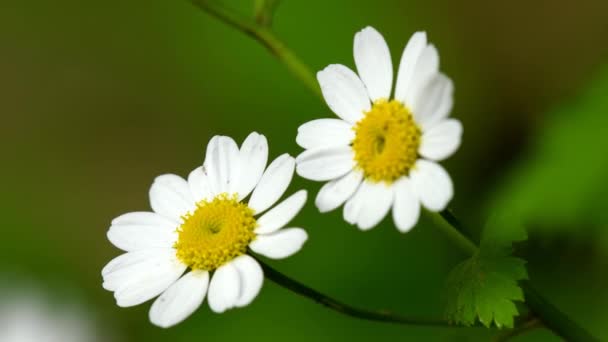 Feverfew Chrysanthemum Parthenium Лекарственная Трава Цветами — стоковое видео