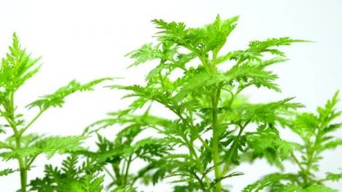 Tatlı Annie, şifalı Çin şifalı bitkisi. Sehpada yapraklar var.