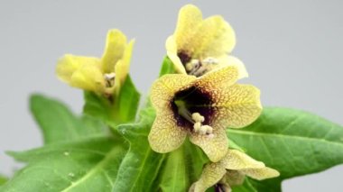 Siyah habani, masadaki gizemli cadı otu.