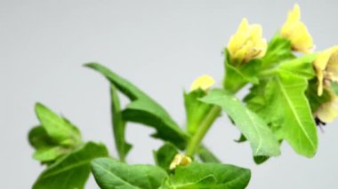 Siyah habani, masadaki gizemli cadı otu.