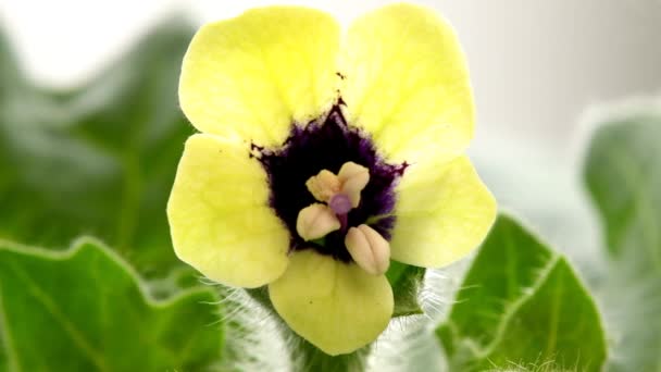 Beyaz Habani Şifalı Bitki Çiçekli Ilaç — Stok video