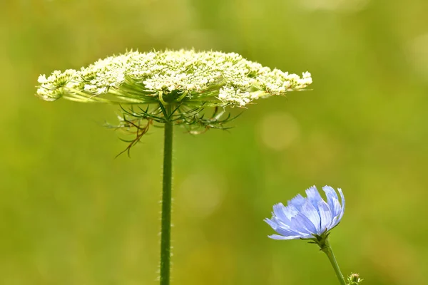 Pianta Medicinale Cicoria Carota Selvatica Con Fiore — Foto Stock