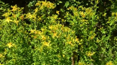 Aziz John otu, çiçekli şifalı bitki. 