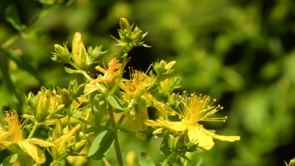 Johanniskraut Heilpflanze Mit Blüte — Stockvideo