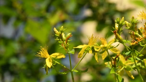 Millepertuis Plante Médicinale Fleurs — Video