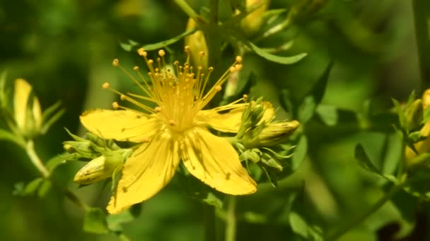 Dziurawiec Zwyczajny Roślina Lecznicza Kwiatem — Wideo stockowe