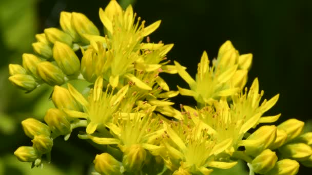 Jardim Loosestrife Erva Medicinal Com Flor — Vídeo de Stock