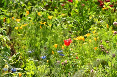 Yaz mevsiminde birçok çiçek ve bitki içeren bir bahçe.