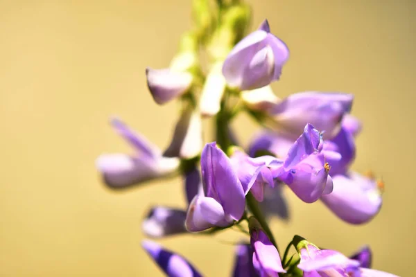 Galega Medicinal Plant Flower — Stock Photo, Image