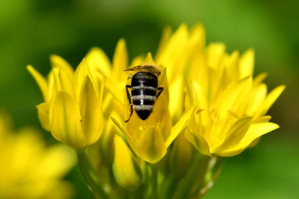 Bee Yellow Flower Magical Herb Moly — Stock Photo, Image