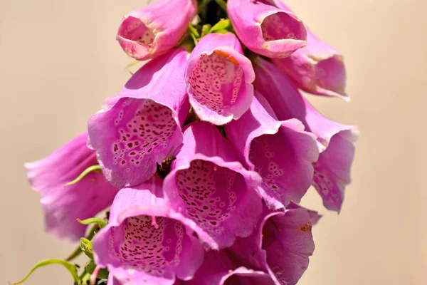 Luva Raposa Digitalis Purpurea Erva Medicinal Com Flowe — Fotografia de Stock