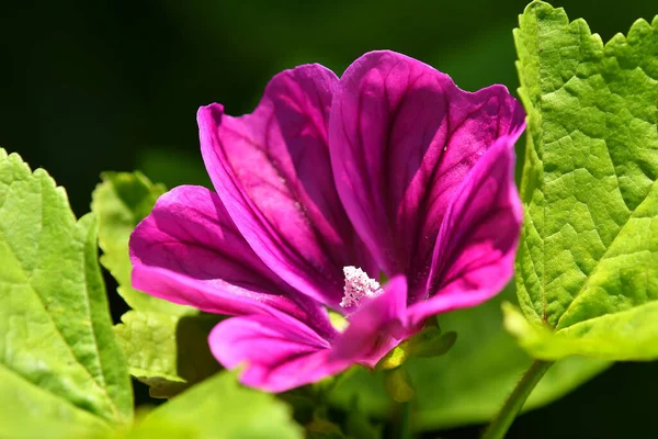 Malva Flor Medicinal Planta Imagen de stock