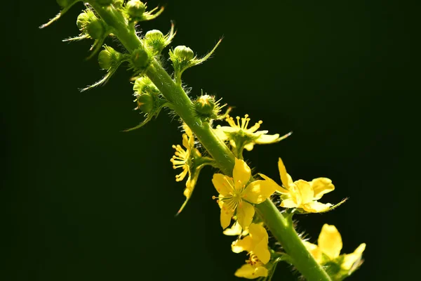 Wspólne Agroturystyka Kwiatem Lecie — Zdjęcie stockowe