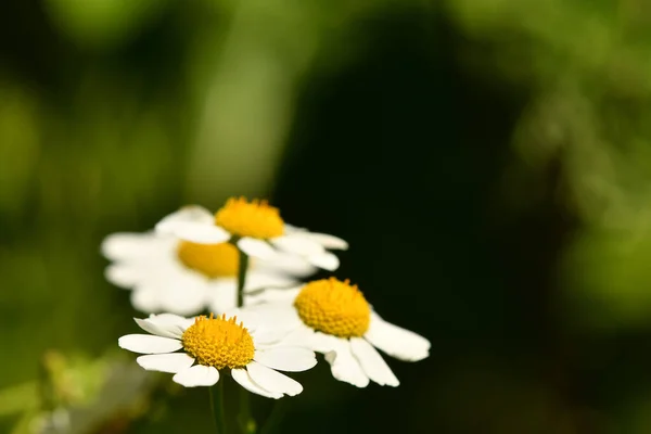 Febbrile Pianta Medicinale Con Fiore — Foto Stock