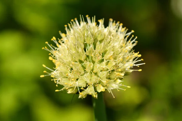 Cibule Welsch Květem Zahradě Létě Německu — Stock fotografie