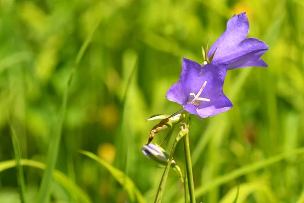 Campanula Prato Estate Germania — Foto Stock