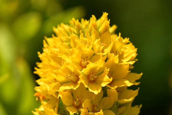 Garden Loosestrife Heilkraut Mit Blume — Stockfoto