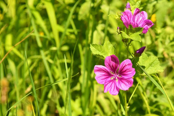 Malva Medicinalväxt Blomma Stockfoto