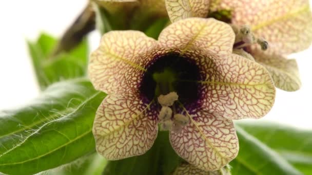 Μαύρο Και Άσπρο Henbane Φαρμακευτικό Φυτό Και Φάρμακο Λουλούδια — Αρχείο Βίντεο