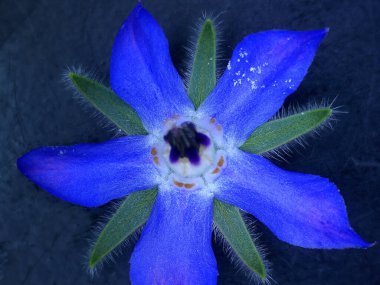 Çiçekli sıkıcılık, baharat ve ilaç.