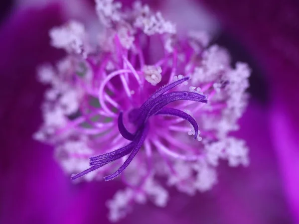 Malva Flor Planta Medicinal — Fotografia de Stock