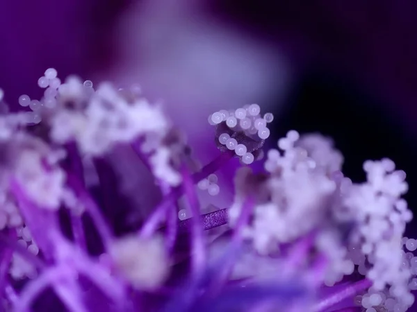 Mauve Fleur Plante Médicinale — Photo