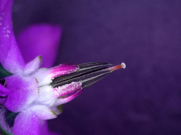 Mallow Tıbbi Bitki Çiçeği — Stok fotoğraf