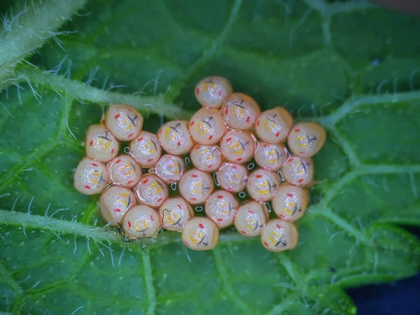 Листья Яйцами Бабочки — стоковое фото