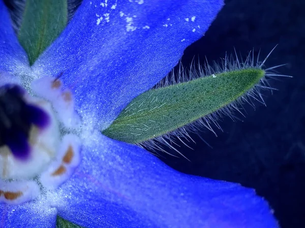 Borraja Especias Medicina Con Flor — Foto de Stock