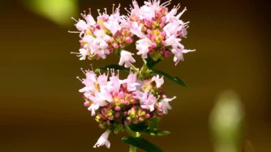 Oregano, baharat ve çiçekli tıbbi bitki.
