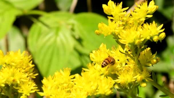 Reflexed Stonecrop Medicinal Plant Flower — Stock Video