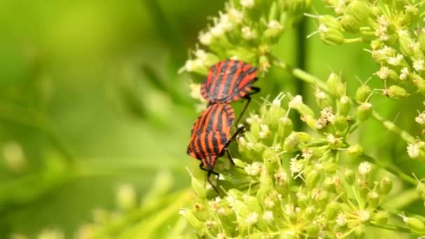 Insetti Scudo Durante Riproduzione Fiore — Video Stock