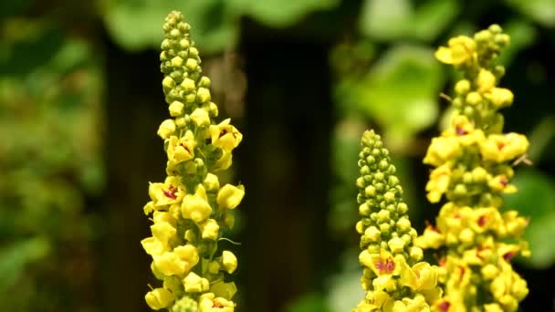 Black Mullein Summer Germany — Stock Video