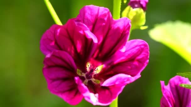 Malva Flor Planta Medicinal Primer Plano — Vídeos de Stock