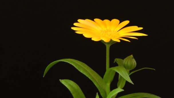 Kadife Çiçeği Çiçekli Şifalı Bitki — Stok video