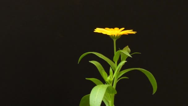 Nagietek Zwyczajny Rośliny Lecznicze Kwiatem — Wideo stockowe