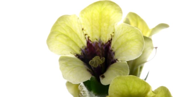 Vit Henbane Medicinalväxt Och Läkemedel Med Blomma — Stockvideo