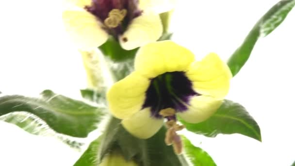 Henbane Blanco Planta Medicinal Medicamento Con Flor — Vídeos de Stock