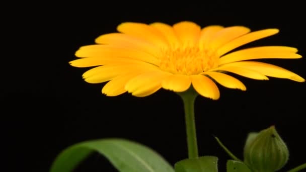 Vanlig Ringblomma Medicinalväxt Med Blomma — Stockvideo