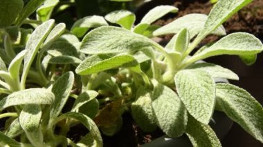  Yunan dağ çayı, yazın yapraklı şifalı bitki.