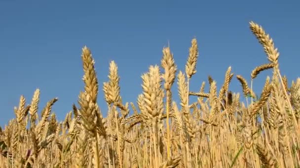 Blé Mûr Fermer Les Têtes — Video