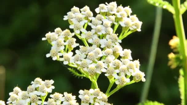 Yarrow Erva Medicinal Com Flor — Vídeo de Stock