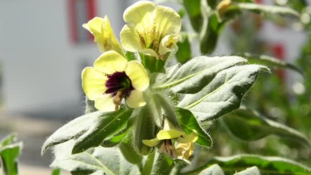 Henbane Blanco Planta Medicinal Medicamento Con Flor — Vídeos de Stock