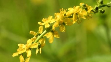 Yaygın tarım, Agrimonia Eupatoria, çiçekli tıbbi bitki